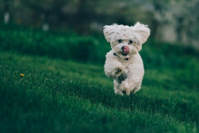 terrier-running-long-grass